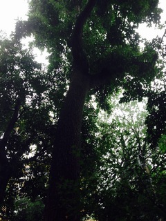image-5c42b.jpg